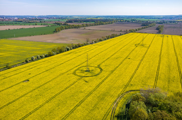 Fototapeta premium Powerlines on colza field