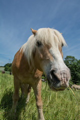 haflinger
