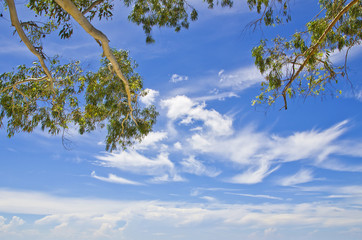 Blue sky and small tree.
