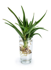 Aloe vera with roots in a glass of water