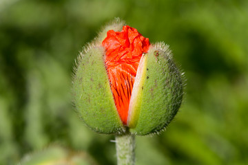 Poppy flower emerging from bud