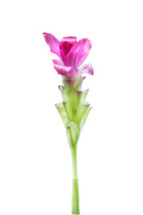  Pink Siam tulip isolated on white background