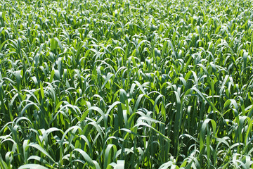 Fototapeta premium Oats rapid vegetation before flowering