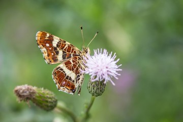 Landkärtchen (Sommergeneration) auf Acker-Kratzdistel /
