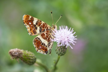 Landkärtchen (Sommergeneration) auf Acker-Kratzdistel /