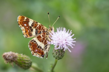 Landkärtchen (Sommergeneration) auf Acker-Kratzdistel /