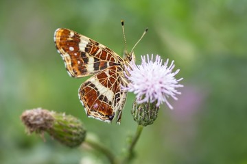 Landkärtchen (Sommergeneration) auf Acker-Kratzdistel /