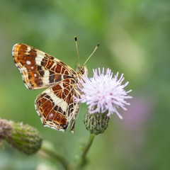 Landkärtchen (Sommergeneration) auf Acker-Kratzdistel /