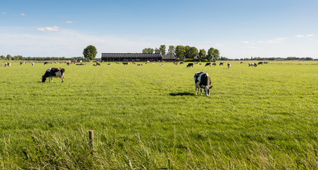 Peacefully grazing cows in the pasture © Ruud Morijn