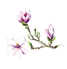 the magnolia flowers watercolor isolated on the white background - 85444918
