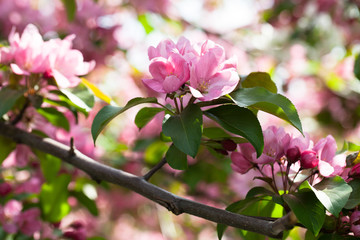Blossoming pink apple