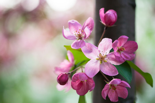 Blossoming pink apple