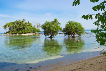 Tree mangrove in area of low tide. Thailand