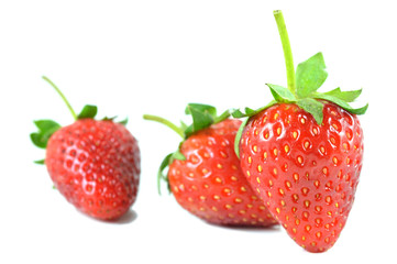 Strawberry, Fragaria sp., Family Rosaceae, Northern of Thailand