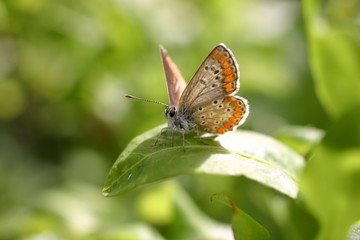 Naklejka premium Butterfly
