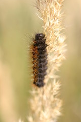 Caterpillar