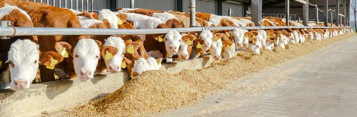 Rindermast - Aussenklimastall, Fleckviehbullen fressen Maissilage