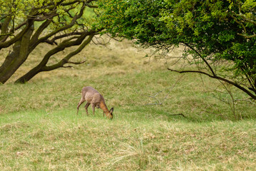 Roe deer (Capreolus capreolus) in its natural habitat.