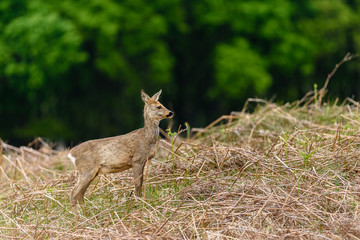 Roe deer (Capreolus capreolus) in its natural habitat.