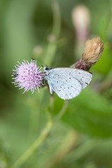 Faulbaum-Bläuling auf Acker-Kratzdistel / Holly blue on Ambrosia