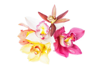 Fototapeta na wymiar Group of beautiful cymbidium flower orchid close up isolated on