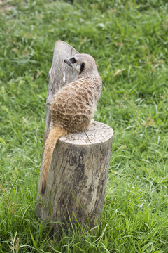 MirketBilder StockFotos & Videos. Adobe Stock