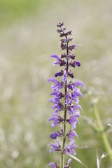 purple flowers