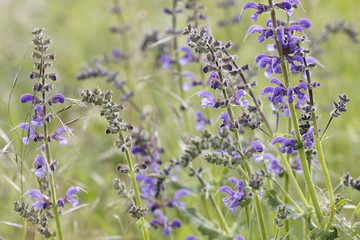 Naklejka premium purple flowers