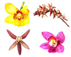 Collection of cymbidium flower orchid close up isolated on white