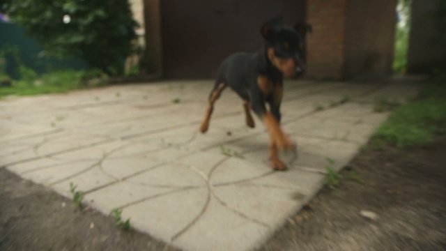 dwarf dog runs to the camera, looking at the camera