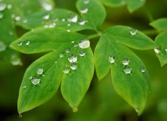water drop on on green leaf