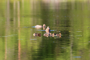 Mallard duck with ducklings