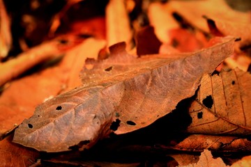 Dried leaves