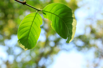 Green leaves in autumn