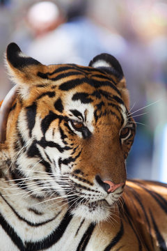 close up face of indochinese tiger relaxing