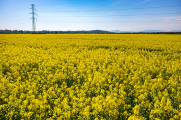 Colza field