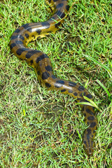 Green anaconda (Eunectes murinus)