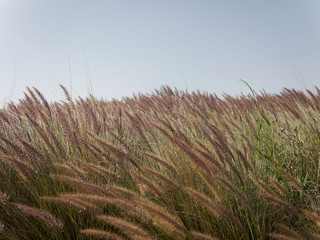 Русское поле