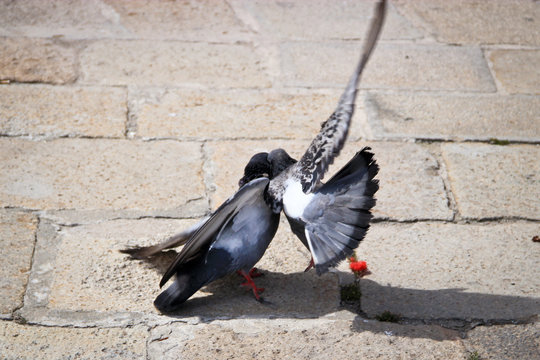 Pigeon fighting in day time
