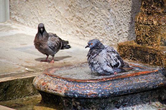 Pigeons bathing in water