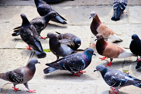 A bunch of pigeons standing around