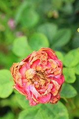 Obraz premium Vintage roses