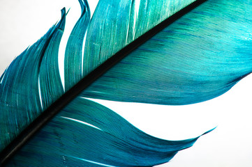 Fototapeta turquoise feather of an angel, isolated background obraz