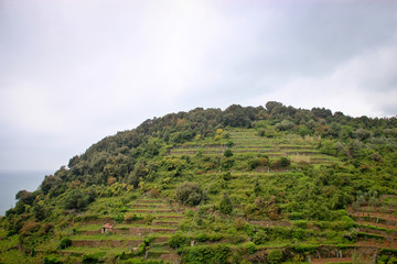 Obraz premium A grassy hillside at Cinque Terre Italy