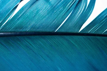 Türkisfeder eines Engels, isolierter Hintergrund © IdeeID