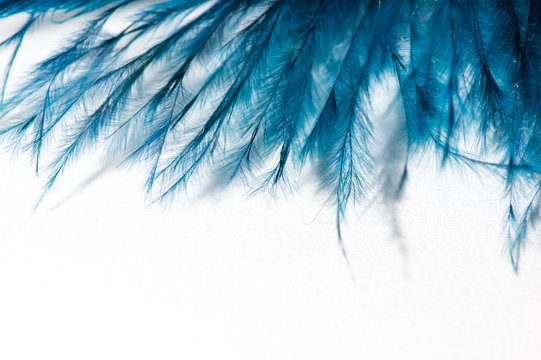 turquoise feather of an angel, isolated background