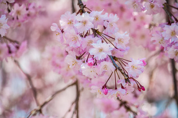 sakura cherry blossom