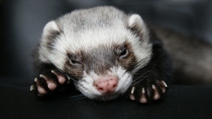 Fototapeta premium ferret 