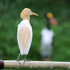 An Egret Resting on a Rail 