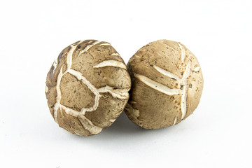 Shiitake mushroom on the White background